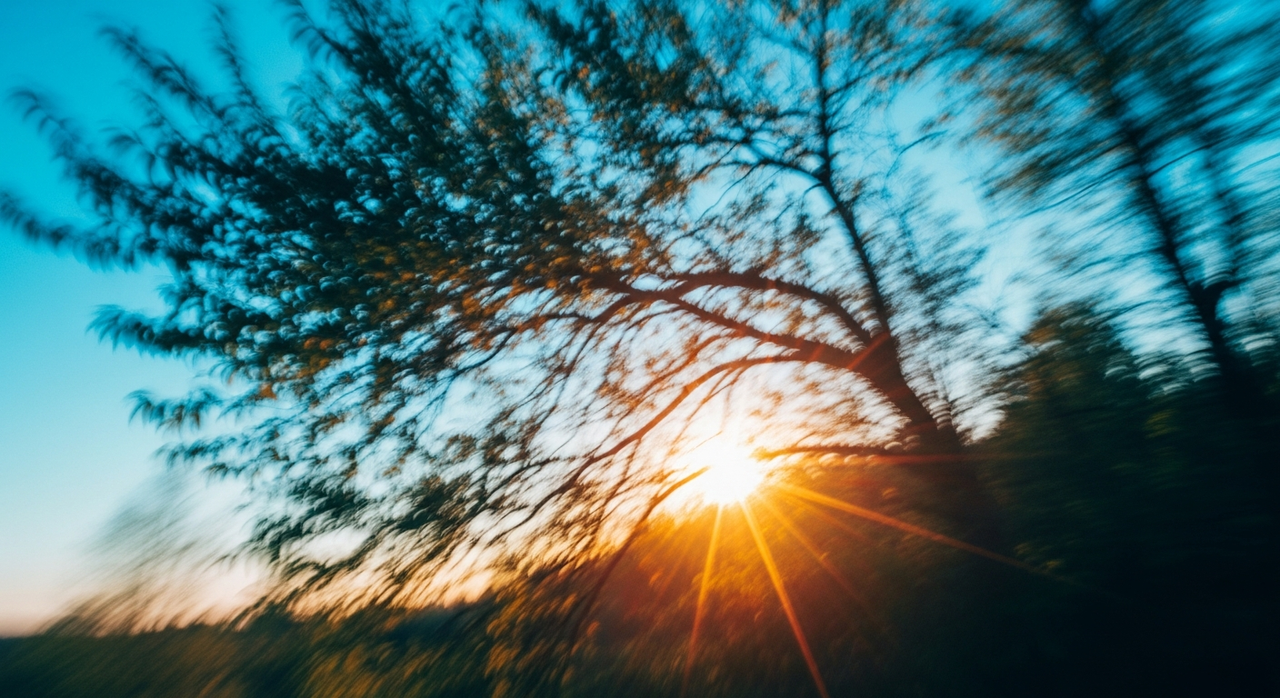 A solitary tree branch with a few leaves, silhouetted against a blurred sky.